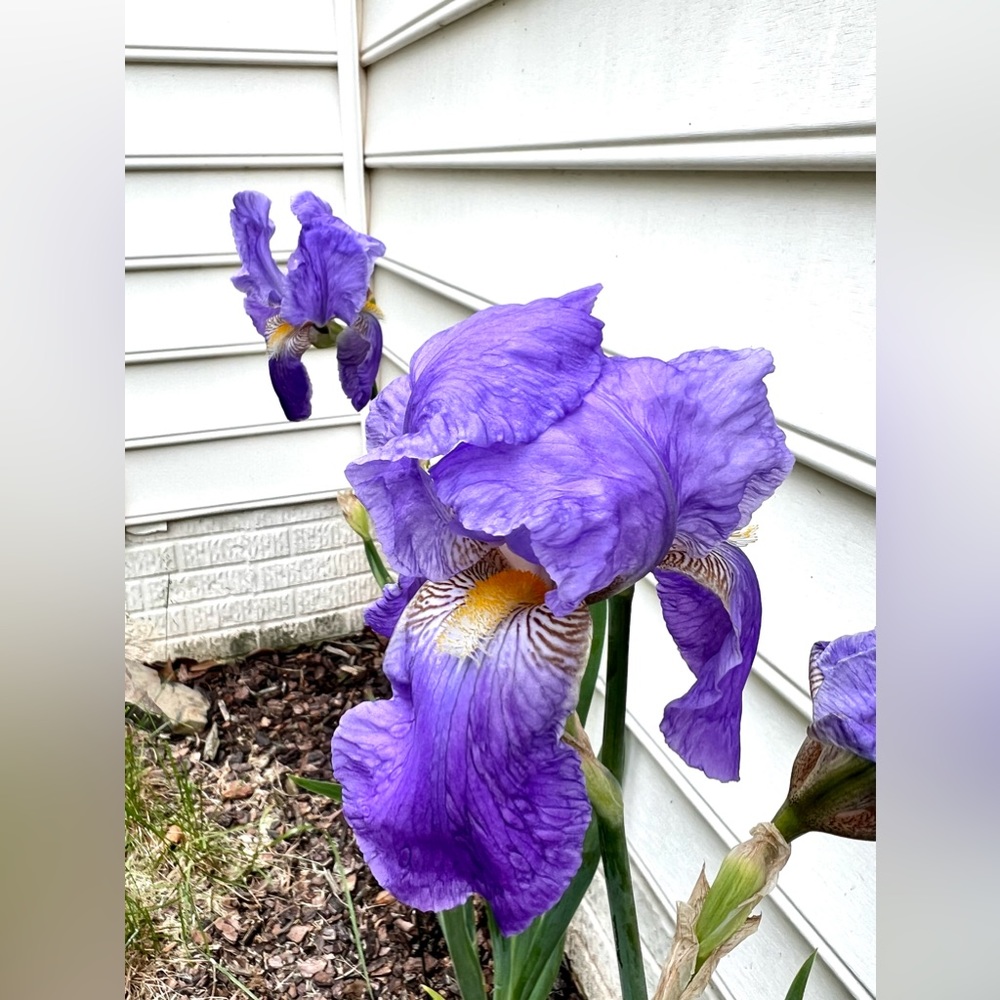 2 Bearded Iris Rhizomes - Blueish Purple Color